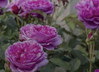 Exploring Julie Hamill’s London: The Fascinating World of Nosey Roses news-12082024-110936