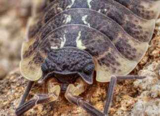 How to Prevent Woodlice Infestations in Your Home news-12082024-111407