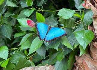Explore the Newest Butterfly Garden in Bexley’s 65-Acre Landscaped Gardens news-16082024-232925