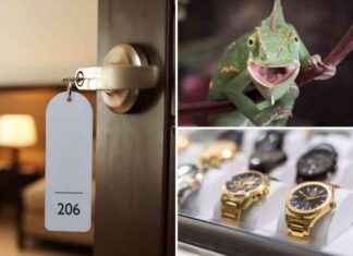 Unusual Hotel Room Left-Behind Items: Lizards to Car Tires Discovery news-10092024-070722