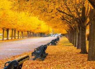 Best Autumn Walks in London: Enjoy Fresh Air and Scenic Views news-22092024-092750