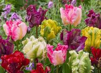 Get Your Hands on the Exclusive ‘Parrot’ Tulip Mix Offer from You Garden – Limited Time Only! news-26092024-141513