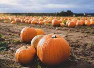 Top 5 Pumpkin Patches in London: Must-Visit Locations for Fall Fun news-27092024-085202