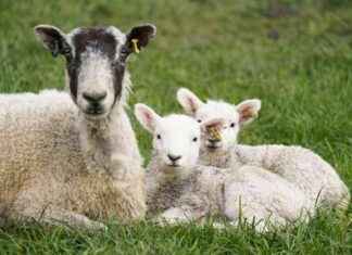 London Designated Control Zone for Potentially Fatal Livestock Virus news-27092024-132430