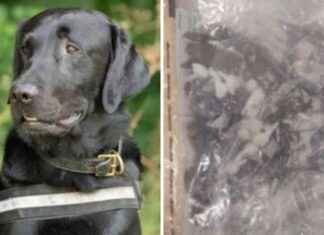 Man and Woman Arrested for Drugs from Hidden Car Compartment in Dartford news-24102024-173722