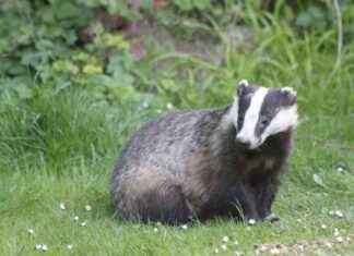 Ending Badger Culls: Protecting Wildlife and Ecosystems news-28102024-061942