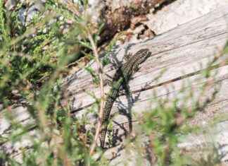 Last Minute Food Gathering Tips for Wild Foraging news-11112024-084813