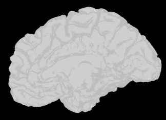 Unlock Your Brain’s Potential by Learning a Language news-01122024-052956