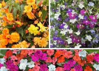 Best Patio Thriller Collection for Stunning Garden Displays best-patio-thriller-collection-for-stunning-garden-displays