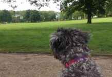 Discover Julie Hamill’s Favorite Dog-Friendly Spot in Dollis Hill: Gladstone Park discover-julie-hamills-favorite-dog-friendly-spot-in-dollis-hill-gladstone-park