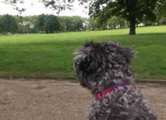 Discover Julie Hamill’s Favorite Dog-Friendly Spot in Dollis Hill: Gladstone Park discover-julie-hamills-favorite-dog-friendly-spot-in-dollis-hill-gladstone-park