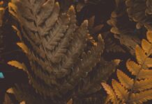 Golden State Warriors Vs Washington Wizards Match Player Stats Revealed