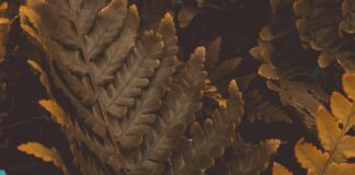 Golden State Warriors Vs Washington Wizards Match Player Stats Revealed