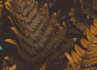 Golden State Warriors Vs Washington Wizards Match Player Stats Revealed