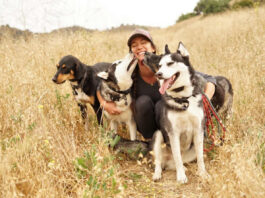 Prioritizing Dogs Health: The Ultimate Guide to Choosing the Right Dog Beds dog bed, dog beds, large dog beds, best dog beds, outdoor dog beds, orthopedic dog beds, chew proof dog bed, raised dog bed, cooling dog bed, heated dog beds